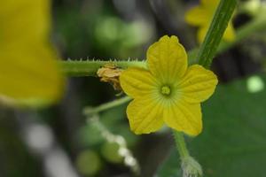 Eierpläne Blume mit schließen oben und Makro Aussicht foto