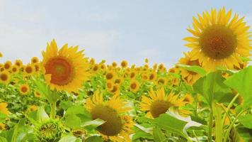 Sommer- Sonnenblume Blume Meer Wind foto