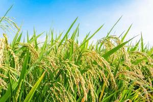 Ernte Sommer- Reis Paddy Feld Hintergrund foto