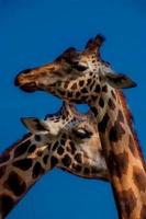 Giraffen unter dem blauen Himmel foto