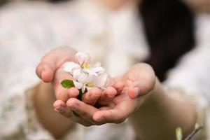 Frauen 'S Hände halt ein Blühen ein Rosa Zweig mit Weiß Kirsche und Apfel Blüten foto