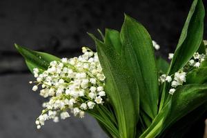 Weiß Lilie von das Senke Blumen Stand im ein Vase mit Grün Blätter und Tau Tropfen foto