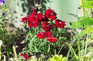 Sommer- rot Blume Türkisch Nelke blüht foto