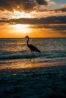 Strand Vogel Sonnenuntergang foto