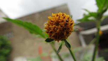 Gelb wenig blühen Blume Blühen mit Insekt schließen oben filmisch foto