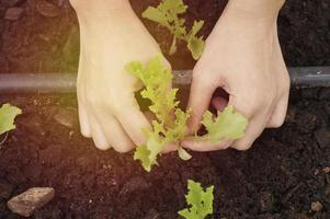 Hände, die Salat im Garten pflanzen foto