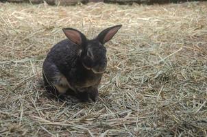 schwarz Hase auf das Gras, Bauernhof Kaninchen, Ostern Hase. mit Kopieren Raum foto