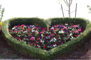 Frühling Blumen im das Stadt Park. foto