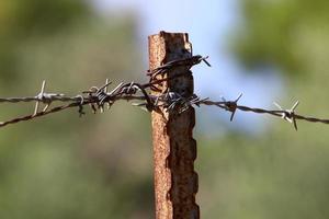 Grün Pflanzen um ein mit Widerhaken Draht Zaun. foto