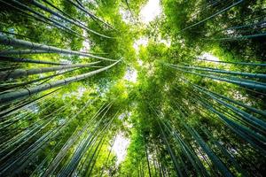 schöner Bambuswald bei Arashiyama, Kyoto foto