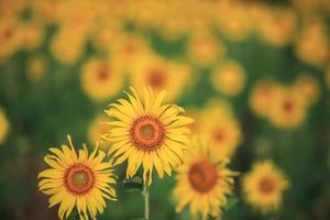 Feld der gelben Sonnenblumen