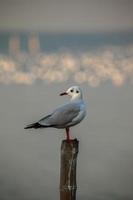 Möwe steht auf einem Pfosten foto