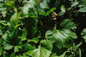 Grün Blätter von Zucchini und Kürbisse im das Garten auf das Garten Bett auf das Bauernhof. umweltfreundlich Produkte. Nahansicht. foto