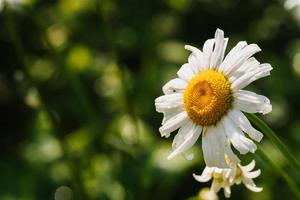 Blühen wild Blume Kamille Apotheke Nahansicht. Garten foto