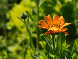 Orange Blume Ringelblume Nahansicht im das Garten foto