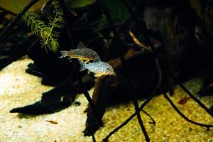 anders Aquarium klein Fisch Schwimmen in der Nähe von Riffe foto