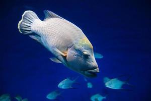 Napoleon Fisch Nahansicht im ein groß Aquarium foto