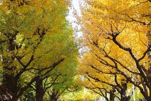 bunte Herbstbäume foto