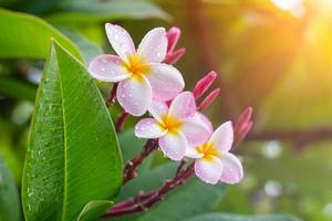 Regen Tropfen auf Weiß Plumeria Blumen foto