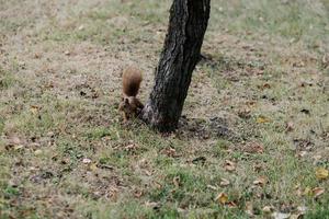 ein Eichhörnchen im das Herbst Park. foto