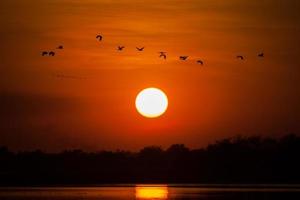 Vogelschwarm fliegt bei Sonnenuntergang foto