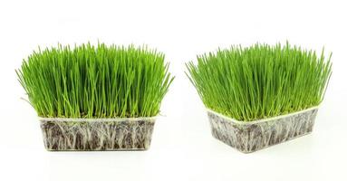 Weizen Gras wachsend im Weiß Tablett foto