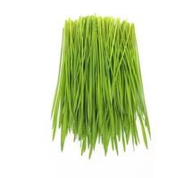 Grün Weizen Gras auf Weiß Hintergrund foto