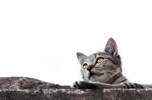 grau süß Katze sitzen mit Augen suchen auf Weiß Hintergrund ,Tier Porträt grau Kätzchen, verspielt Katze entspannend Ferien foto