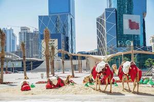 Kamele ruhen im das Center von Doha foto
