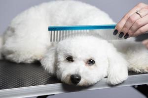 das Hund ist geschoren im das Salon zu Pflege zum das Oberflächen von Tiere. Nahansicht von ein Bichon Hund mit ein Kamm. Pistenfahrzeug Konzept. foto