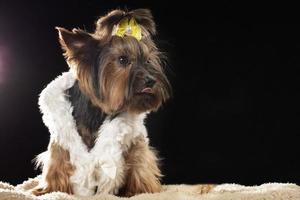 Yorkshire Terrier im schön Kleidung. Glanz modisch Hund im ein Pelz Mantel, dekoriert mit ein Bogen. Designer Kleider zum Hunde. foto