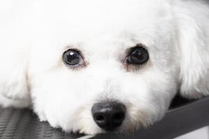 Bichon-Hund, der die Kamera betrachtet. foto