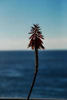 klein sprießen Flora foto