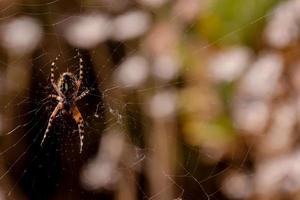 Spinne im Netz foto