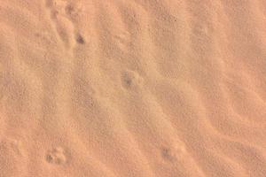 Tier Fußabdrücke im das Sand foto