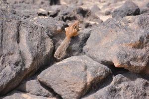 Eichhörnchen auf den Felsen foto