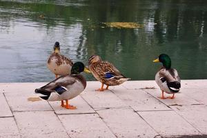 Enten durch das Fluss foto