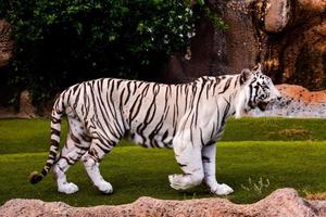 schöner weißer Tiger foto