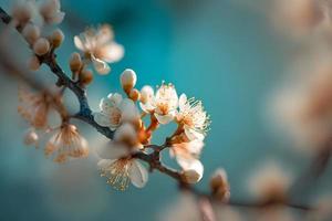 Fotos schön Blumen- Frühling abstrakt Hintergrund von Natur. Geäst von blühen Aprikose Makro mit Sanft Fokus auf sanft Licht Blau Himmel Hintergrund