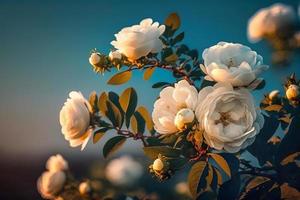 Weiß Busch Rosen auf ein Hintergrund von Blau Himmel im das Sonnenlicht. schön Frühling oder Sommer- Blumen- Hintergrund foto