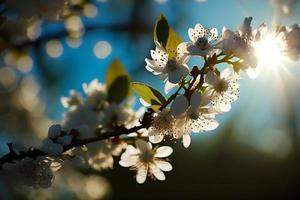 Fotos Frühling Blühen - - Weiß Blüten und Sonnenlicht im das Himmel, Fotografie