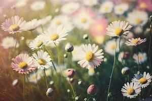 Wiese mit viele von Weiß und Rosa Frühling Gänseblümchen Blumen im sonnig Tag foto