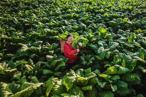 Bäuerin, die Landwirtschaft auf Tabakfeldern betreibt foto
