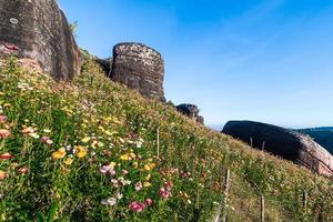 schön Wiese Wildblumen Stroh Blume im das Berge phu hin rong kl National Park, Thailand foto