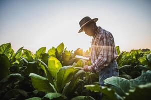 asiatischer älterer männlicher landwirt, der in tabakplantage arbeitet foto