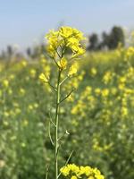 Gelb Raps im das Feld, Raps Blüte. Raps Anbau foto