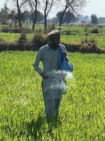 Pakistan Farmer Verbreitung Dünger im das Landwirtschaft Feld foto