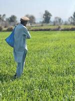 Pakistan Farmer Verbreitung Dünger im das Landwirtschaft Feld foto