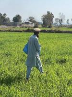 Pakistan Farmer Verbreitung Dünger im das Landwirtschaft Feld foto