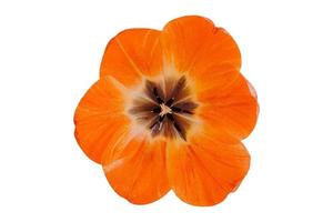 4544 Orange Blume isoliert auf ein transparent Hintergrund foto